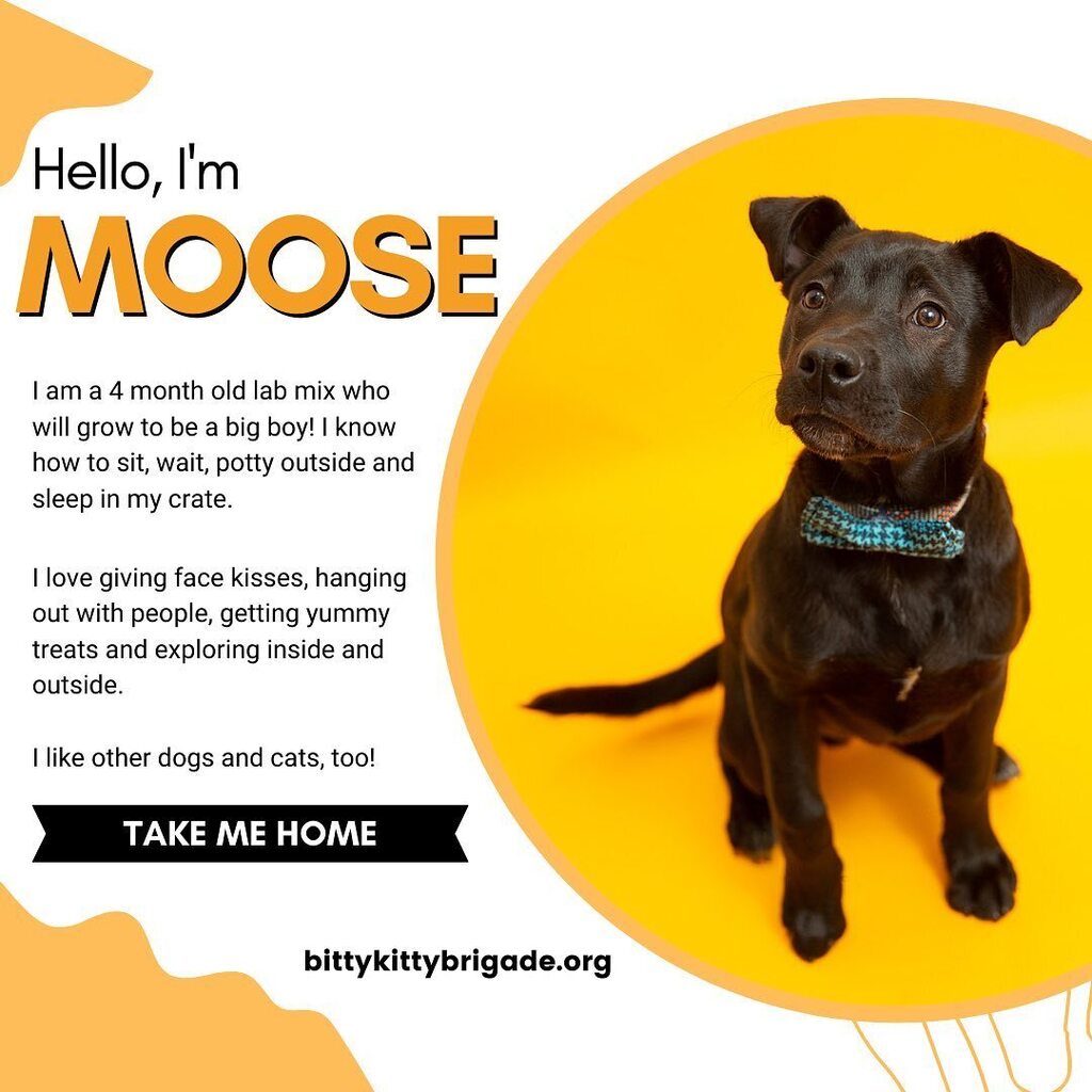 Moose is waiting patiently to find his new home! 

#dog #labmix #adoptme #puppy #adoptabledog #msp #onlyinmn #mn #minnesota #twincities #minneapolis #stpaul #puppyrescue #bottlepuppy instagr.am/p/CofbOGGp8sX/