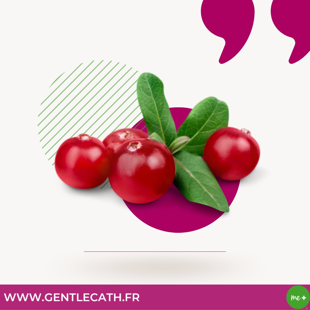 GentleCathFR's tweet photo. La #canneberge est un véritable allié contre les #infectionsurinaires quand celles-ci ne sont pas aigües ni bactériennes. Pour comprendre comment ce petit fruit agit sur les #infectionsurinaires, il faut d’abord comprendre le fonctionnement l’urètre. Rdv sur le site GentleCath! https://t.co/Qyw9smEEWS