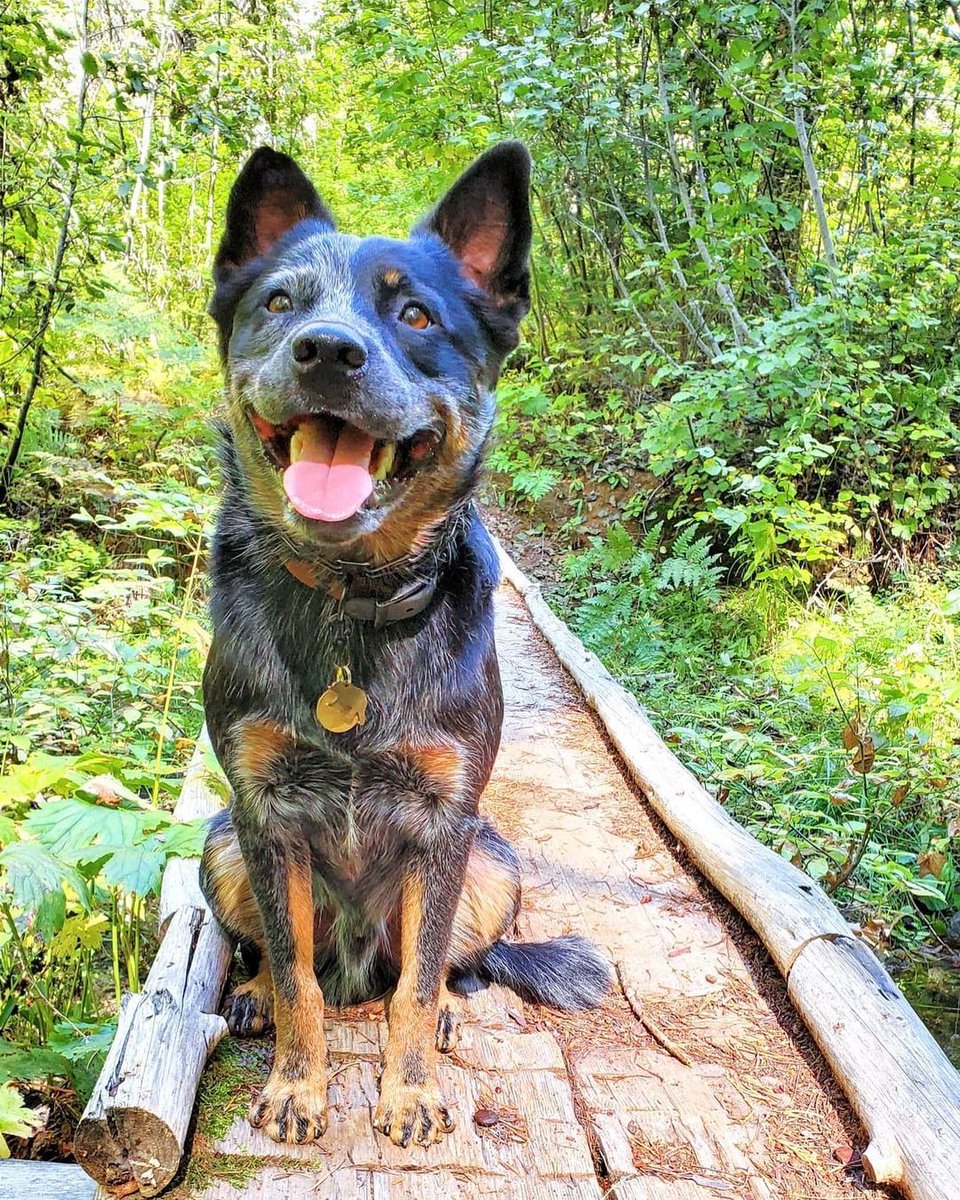 campingwithdogs's tweet photo. That Friday feeling! ✨  Hope everyone has a great weekend full of some big puppy smiles 🥰⛰️ 📷: sunny_in_golden I jd.and.winter I gunneronthetrail https://t.co/PpDZyxKZiS