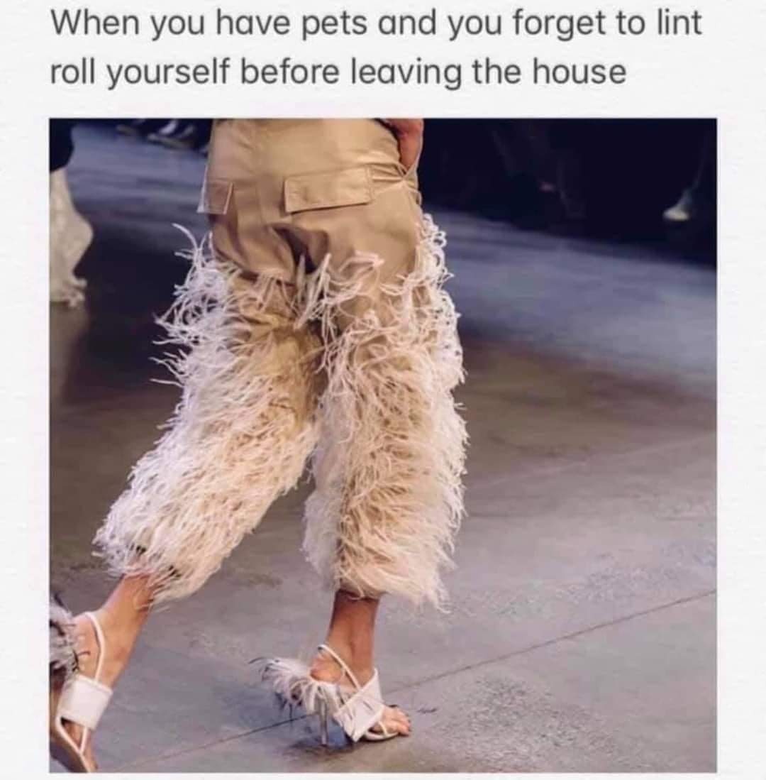 This is the most accurate thing I've seen in a while! 😂😂😂
#funnymeme #memeoftheday #petmeme