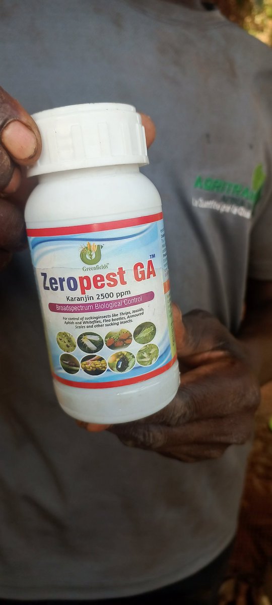 elhadjham's tweet photo. #Zeropest est un insecticide bio à base d'huile de #Karajan à large spectre. Nous l'utilisons ce jour pour traiter :
- Le #Mung #Bean
- Le #Soja et
- L' #Arachide à la Ferme-école #AGRITRADE #AFRICA au TOGO.
Les femmes s'entraînent : learning by doing !
#TgTwittos
@GouvTg . https://t.co/56Qe3cDcRk
