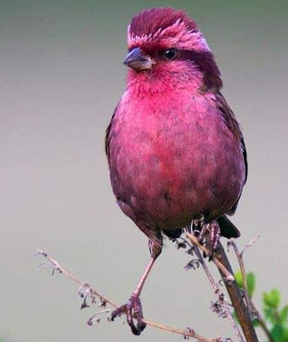 Rajeev Tyagi tweet media