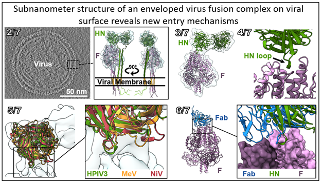 (1/7): The fusion/entry complex of an enveloped virus in situ on the virus surface by cryo-ET at subnanometer resolution. Our new paper shows new interactions that reveal paramyxovirus entry mechanisms. science.org/doi/10.1126/sc…
