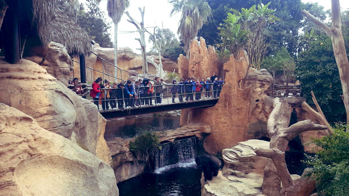 LaGoletaColegio's tweet photo. #Salidas ➡️
Que buena mañana hemos pasado en @BioparcF 🐅 con nuestros alumnos de #PrimariaGoleta cómo actividad final de nuestro proyecto de Biodiversidad en la asignatura de Natural Science.
Amazing‼️
#SomosLaGoleta💙
@cevhcsur https://t.co/zZf0ZCN6Vh