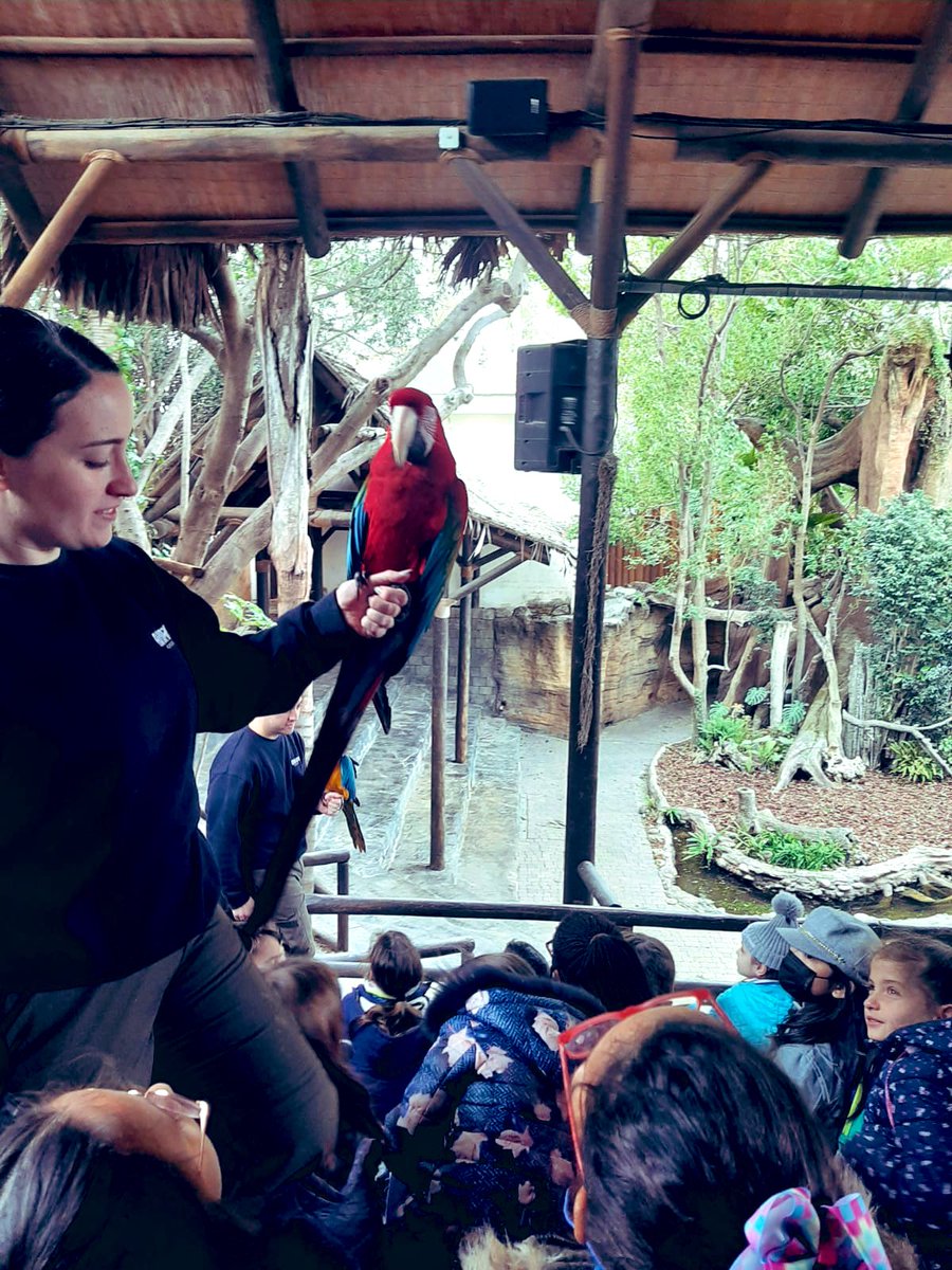 LaGoletaColegio's tweet photo. #Salidas ➡️
Que buena mañana hemos pasado en @BioparcF 🐅 con nuestros alumnos de #PrimariaGoleta cómo actividad final de nuestro proyecto de Biodiversidad en la asignatura de Natural Science.
Amazing‼️
#SomosLaGoleta💙
@cevhcsur https://t.co/zZf0ZCN6Vh