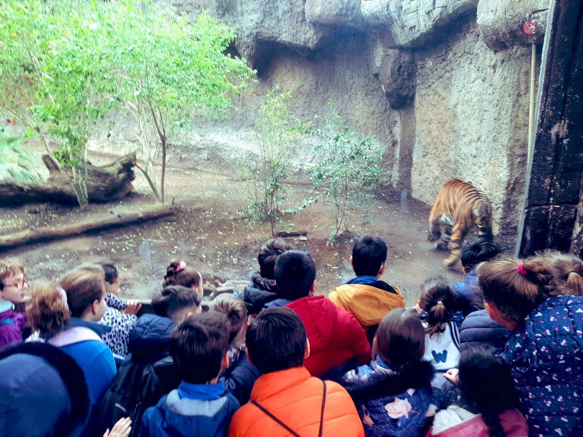 LaGoletaColegio's tweet photo. #Salidas ➡️
Que buena mañana hemos pasado en @BioparcF 🐅 con nuestros alumnos de #PrimariaGoleta cómo actividad final de nuestro proyecto de Biodiversidad en la asignatura de Natural Science.
Amazing‼️
#SomosLaGoleta💙
@cevhcsur https://t.co/zZf0ZCN6Vh