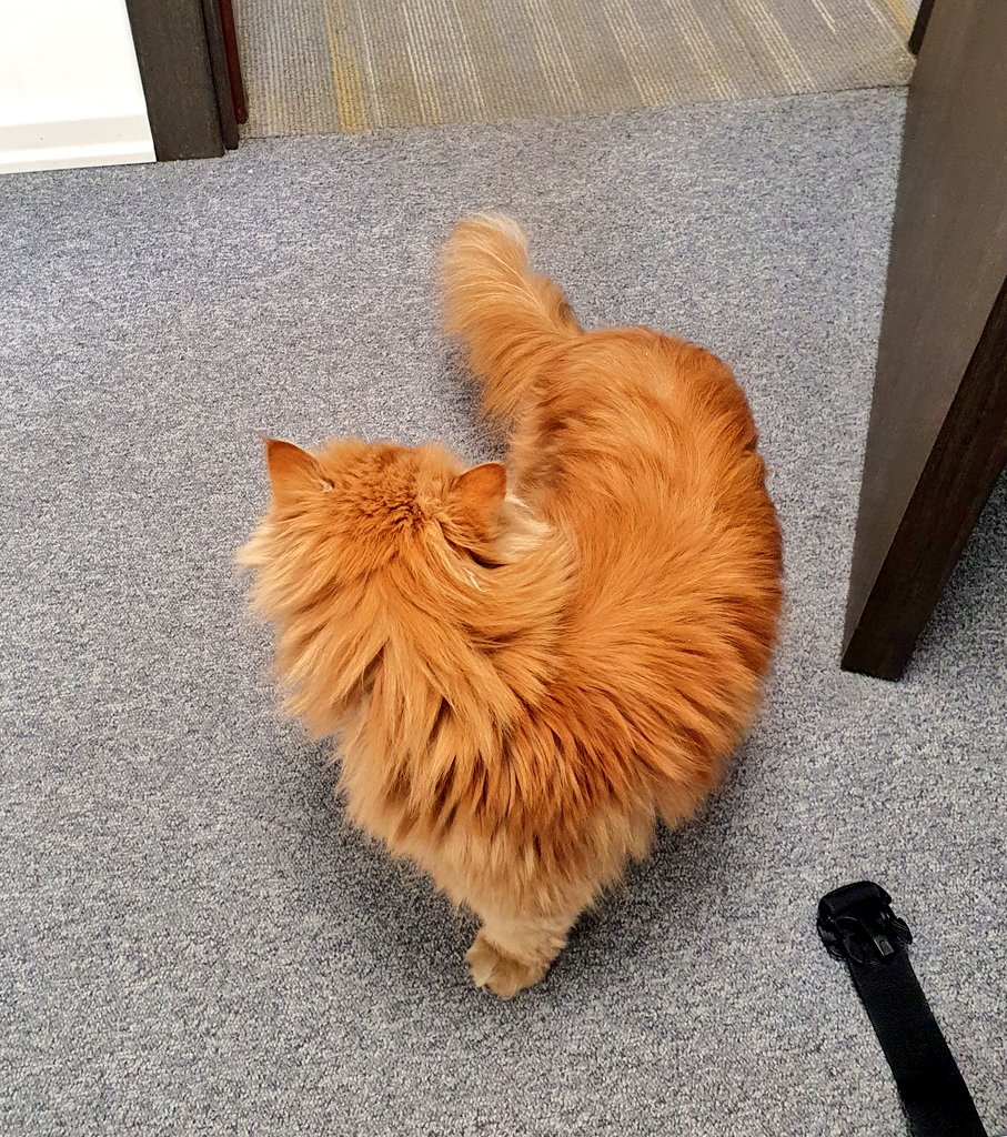 Coco is our new buddy at work.
Although he's a little grumpy, this boy brightens everyone's day. 🐈💫
#PetsAtWork #GingerCat