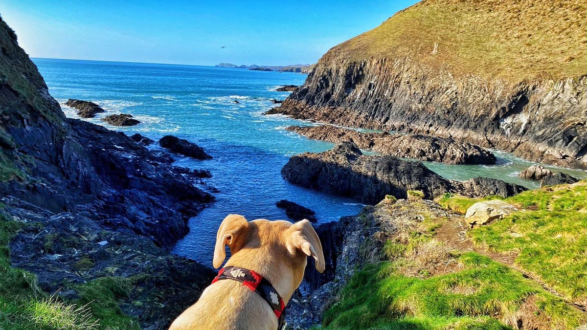 oldcrofthouse's tweet photo. Dylan is currently out of the office. He will respond to emails when he has stopped enjoying himselfโฆ
#holidaytime #stdavids #pembrokeshire #pembrokeshirecoastalpath #nationaltrail #longdistancewalking #coastalwalking #beachtimefun #caerfaibay #ukholiday #beautifuldestinations https://t.co/u9onPEK0kq