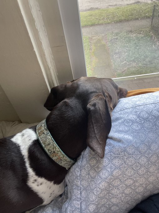 I call her General Major Commander Squeeg and this is her post, and I am her deputy in the Great Squirrel