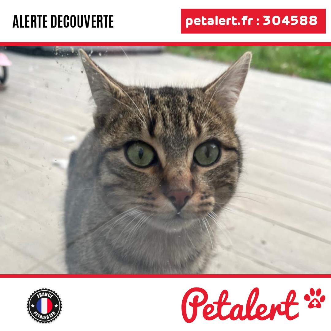petalert_france's tweet photo. Trouvé #Chat #MaineEtLoire #Avrille #Petalert #PetAlert49 / https://t.co/QC7d836on4 https://t.co/gcONTjfg9A