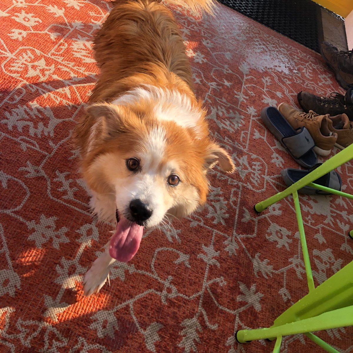 Hamptiki_SH's tweet photo. We don’t mean to be nosy, but we’d love to hear about your pet’s best trip with us at #Hamptiki. Let us know in the comments below! #PontoonBoat #BoatTours #Hamptons #FamilyTrip #FamilyVacation #TikiBoat https://t.co/5BgMepYAtB