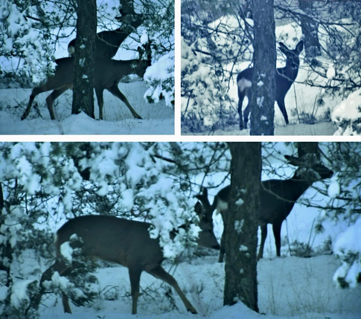 Corzos entre la ❄️. La base de El Toro  #Castellón 
Autora: <a href="/minervagra/">Minerva GG</a> 

<a href="/apuntoratge/">À Punt Oratge</a> <a href="/jcfortea/">Joan Carles Fortea</a> <a href="/meteo_cs/">MeteoCastellón</a> <a href="/ElToro1009/">El Toro</a> <a href="/tiempobrasero/">Tutiempo</a> <a href="/AEMET_CValencia/">AEMET Comunitat Valenciana</a> <a href="/MeteoredES/">Meteored | tiempo.com</a> <a href="/JuanjoVillena/">Juanjo Villena</a> <a href="/avamet/">AVAMET</a> <a href="/InfoNieveCV/">Info Nieve CV</a> <a href="/infonieve/">infonieve.es</a> <a href="/MeteoSagunto/">Meteo Sagunto</a> <a href="/ElTiempoes/">Eltiempo.es</a> <a href="/meteo_sureste/">☈ Meteosureste</a>