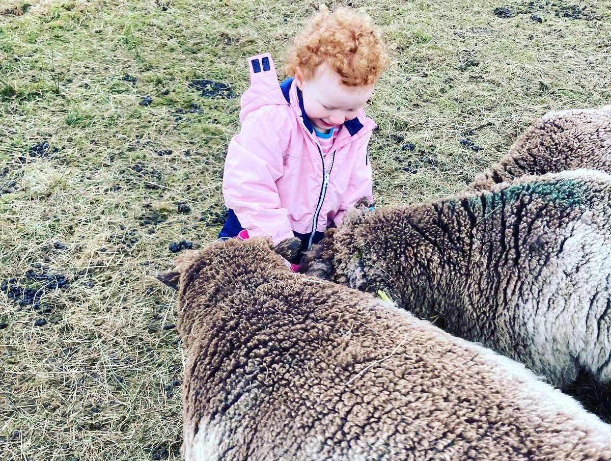 bernardsfarmuk's tweet photo. Those little legs π§ββοΈπ have walked miles today checking sheep over our tack land.π₯°
The question is:
will they sleep tonight? π€π₯±
#Betsy #MiniShepherdess #FarmToddler #Red #ColliePup #WorkingDogs #BorderCollie #PeakDistrictNationalPark #UplandFarming #SpringtimeOnTheFarm https://t.co/yTg7Lnr1dq