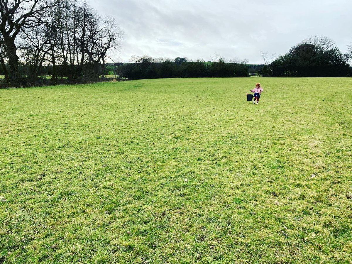 bernardsfarmuk's tweet photo. Those little legs π§ββοΈπ have walked miles today checking sheep over our tack land.π₯°
The question is:
will they sleep tonight? π€π₯±
#Betsy #MiniShepherdess #FarmToddler #Red #ColliePup #WorkingDogs #BorderCollie #PeakDistrictNationalPark #UplandFarming #SpringtimeOnTheFarm https://t.co/yTg7Lnr1dq