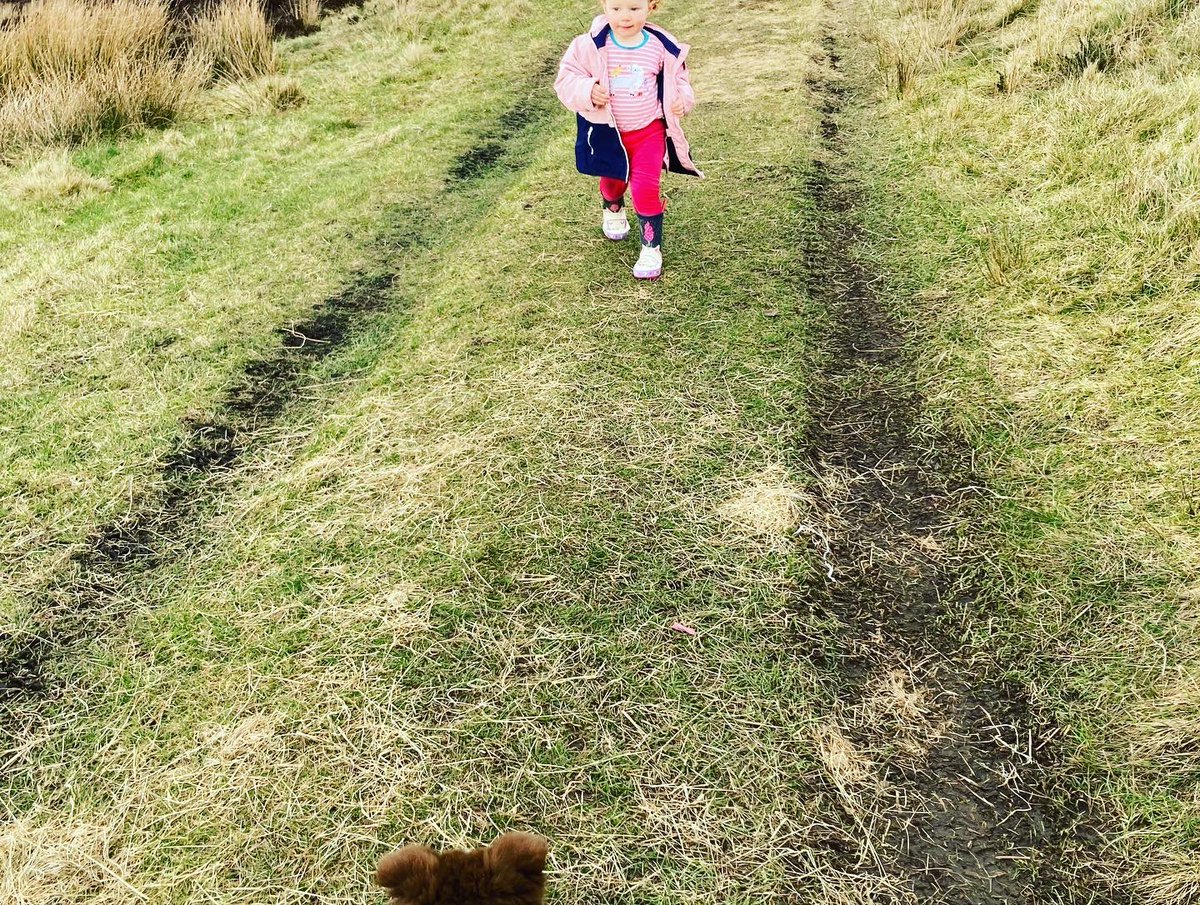 bernardsfarmuk's tweet photo. Those little legs π§ββοΈπ have walked miles today checking sheep over our tack land.π₯°
The question is:
will they sleep tonight? π€π₯±
#Betsy #MiniShepherdess #FarmToddler #Red #ColliePup #WorkingDogs #BorderCollie #PeakDistrictNationalPark #UplandFarming #SpringtimeOnTheFarm https://t.co/yTg7Lnr1dq