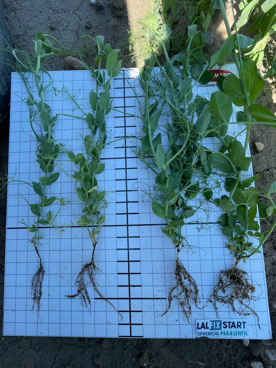 NailJayden's tweet photo. In honour of World Pulse Day I wanted to share a couple photos from the past year of some pulse crops. Make sure that you’re making the right choice and giving your pulse crops the best START you can with LALFIX START! #LALFIX #Ag365 #Plant23 @AlbertaPulse https://t.co/0IU1u0Pfsi
