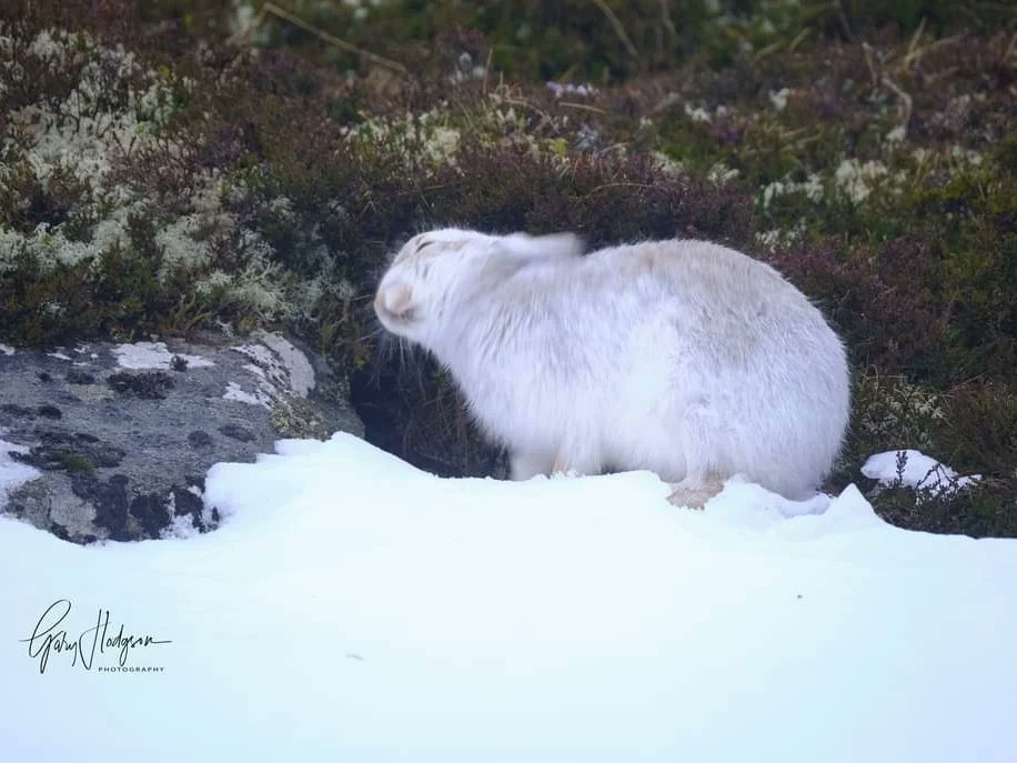 Wet, drizzly, mizzly, misty. Just another day in the life of this beautiful Mountain Hare. 
#mountains #mountainhares #photo #wildlifephotography #weather #Winterwatch #photographyworkshops