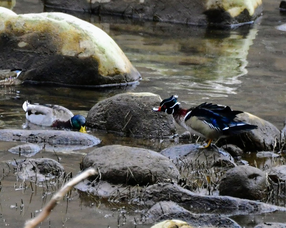 vdstaff58's tweet photo. #WVBirds #WoodDucks #NewRiver #NewRiverGorge #Outdoors #WV First one's this year on the river I have seen #today πππ https://t.co/0TAZuoTbgZ