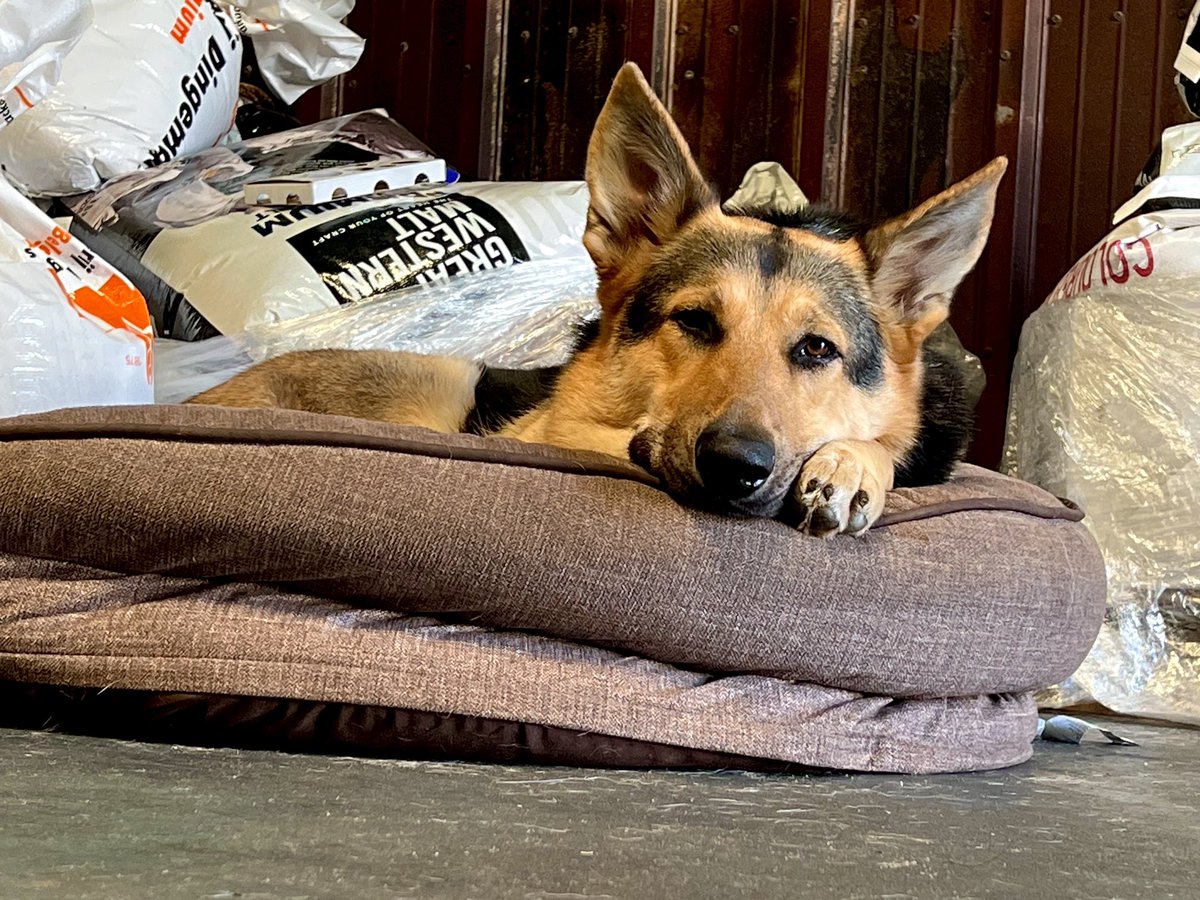Meet our new Ambassador of Peace, Ringo Stark. He’s a hoot. He will also thieve your beer. #brewerydogs #flbeer