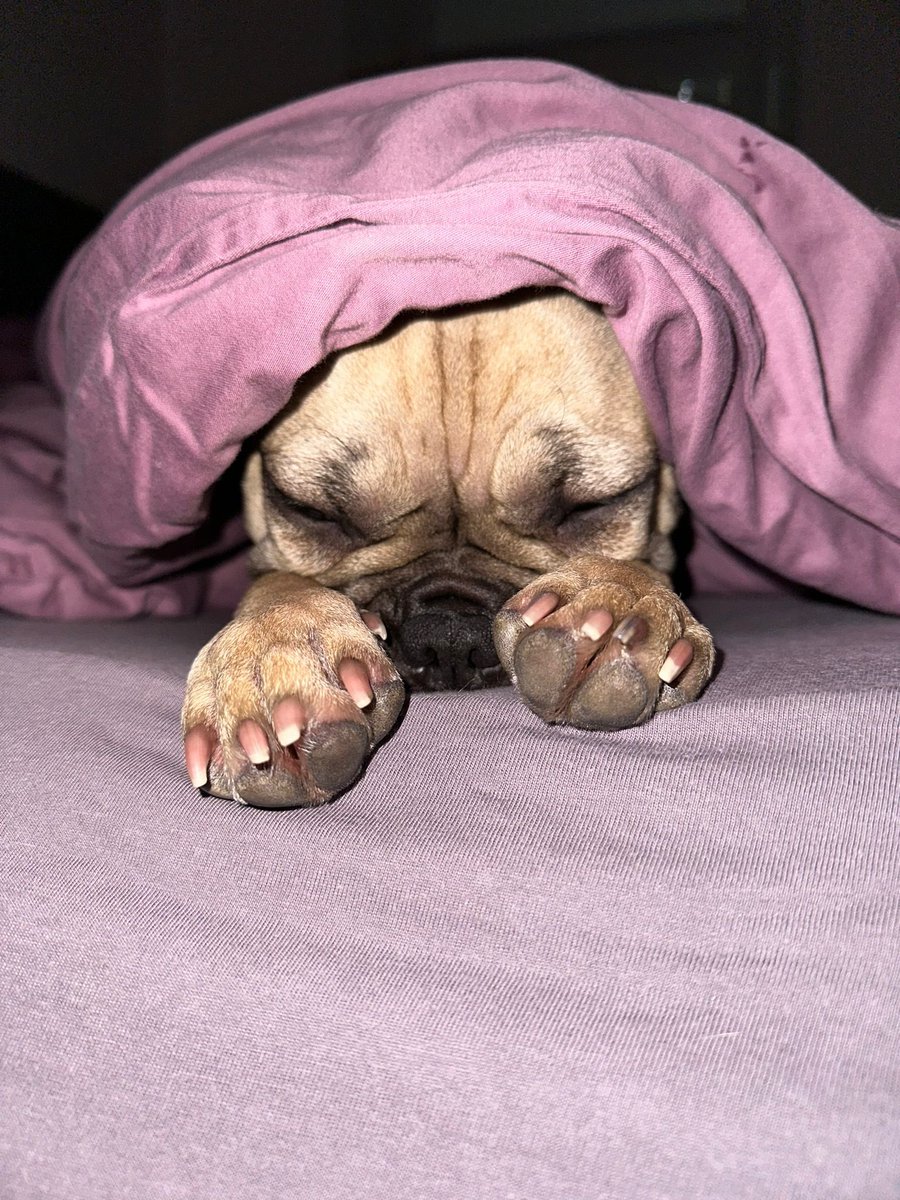 li_peep's tweet photo. @sawlties Mit 23 eine französische Botschaft Bulldogge, hier 2 aktuelle Bilder von heute :) (beste Entscheidung meines Lebens) https://t.co/JaM66uywjz