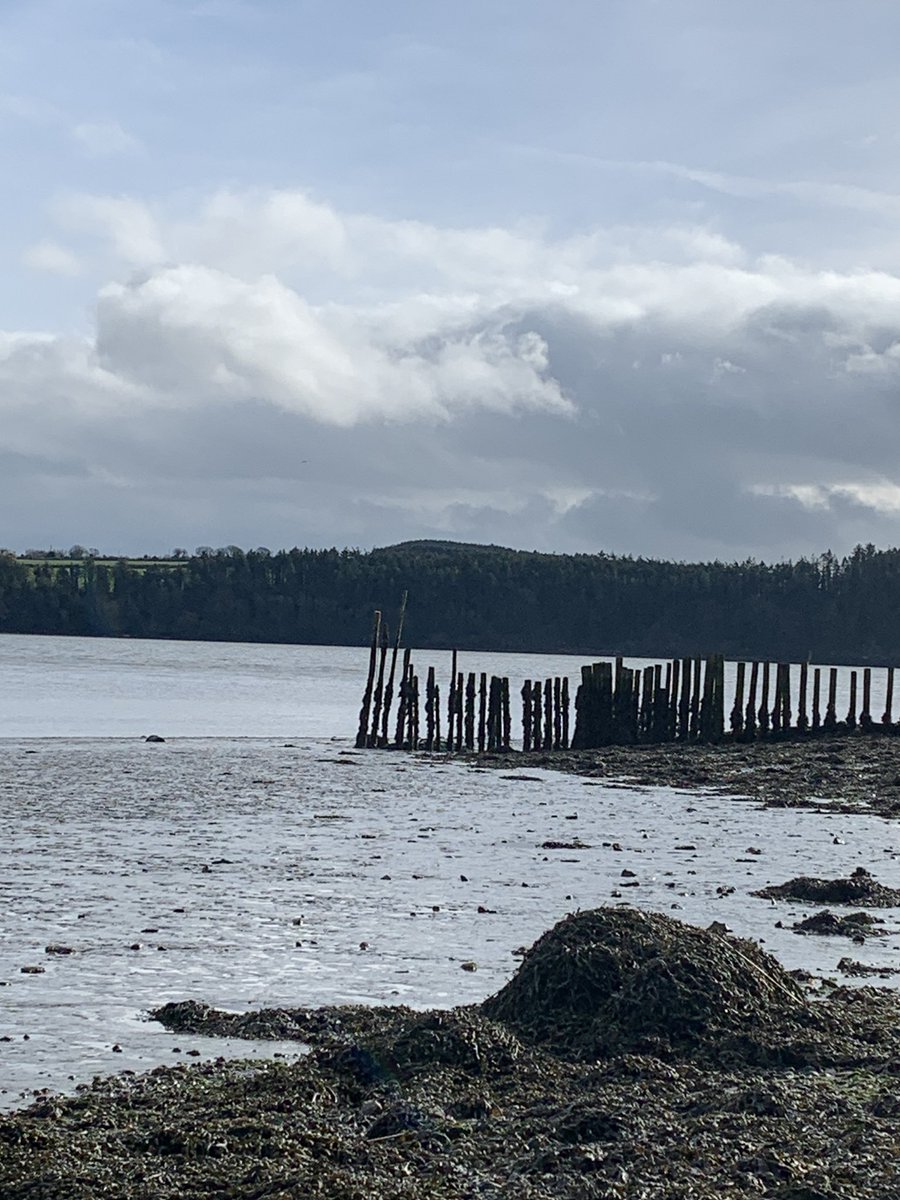 Thanks to @tidesntales for a v interesting couple of hours ‘mudlarking’ along the estuary this afternoon. A perfect day for it. #Cheekpoint #MoransPoles