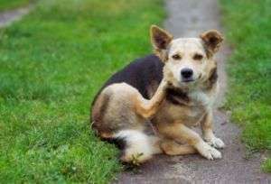 #MascoTips Piojos en mi Perro: Conoce cómo Detectarlos y Eliminarlos de forma efectiva ift.tt/NrmA5O1