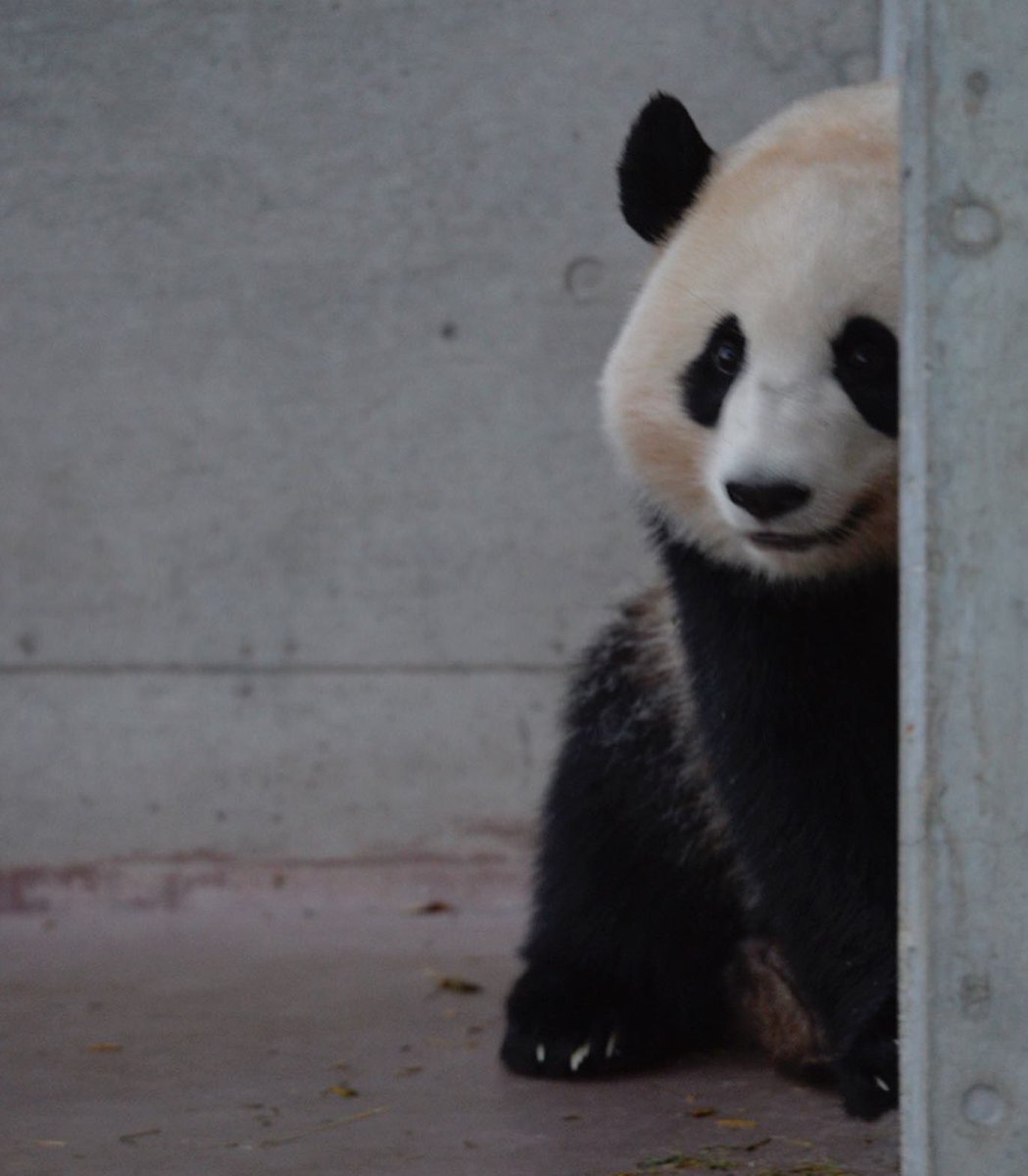 HELLOPANDA2017's tweet photo. Thanks, Love,
Origin of HELLO PANDA
#pandamental
このゲートのところの外からの死角のようで隠れきれないエリアにたまって、いつのまにかわちゃわちゃしだして、隠れる気もバックヤードに帰りたい気も忘れる桜桃がたまらなくかわいかった。 https://t.co/bzH82x8rKF