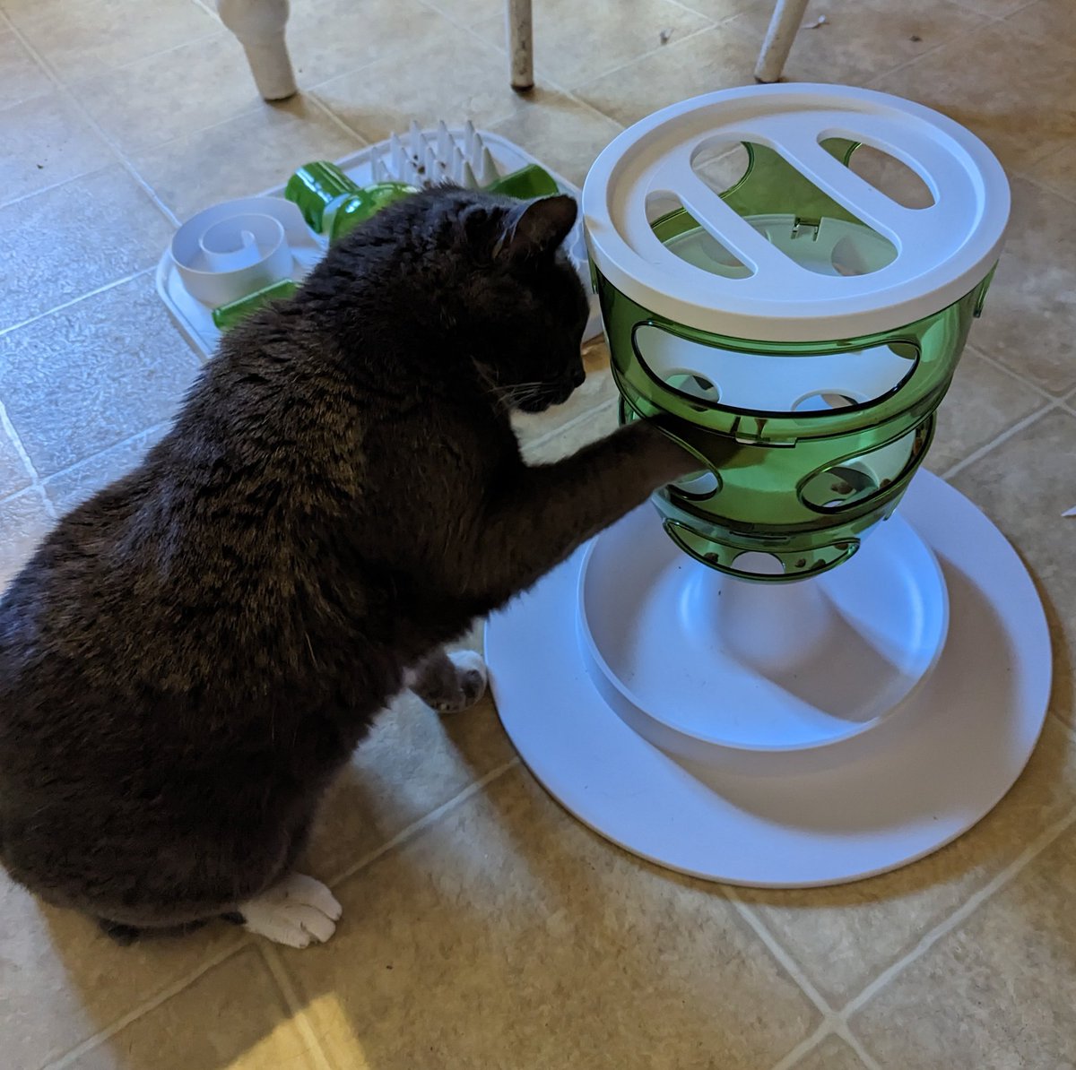 BootieDaCutie's tweet photo. I iz luuuuv mine New cookie puzzle toys from @Catit 😸🧩❤️

#CatsOfTwitter #cutecats #cuteanimals #tuxedocat #fivcatsclub #playtime #caturdayeve https://t.co/rqxWhsBzN2
