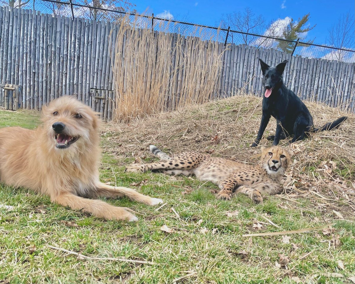 They are the three best friends! Remus, Rozi and Daisy hanging out! #Friyay