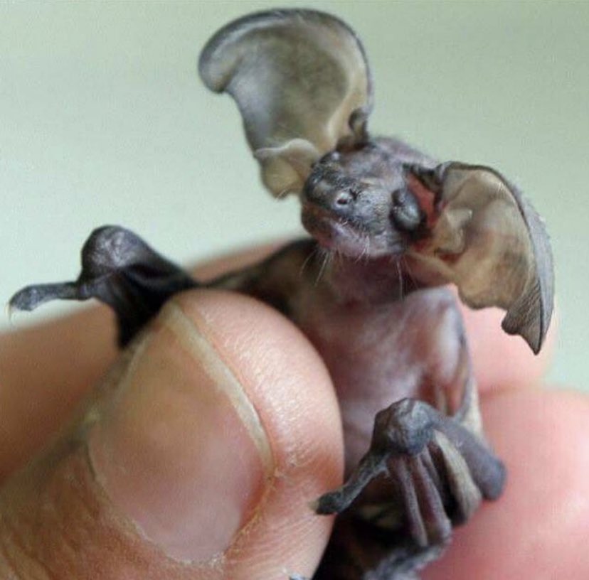 Goblin_Grader's tweet photo. The Free-Tailed Bat, commonly referred to as The Little #Goblin Bat, from Cuba!
C- Grade
Full post in the thread!
#cuba #mexico #bats #mammals #animals #goblingrader #cgrade #littlegoblinbat #freetailedbat #medium #brown #flyingmammal #supercrazy https://t.co/LKFQdIcDdc
