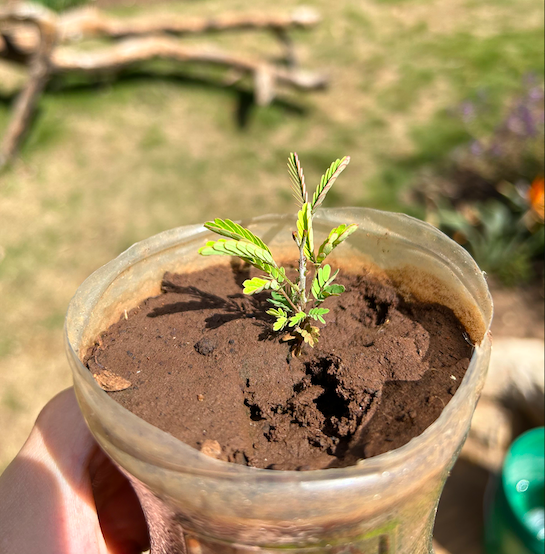 SeedBombsTZ's tweet photo. Our acacia tree saplings are growing very quickly! On average it takes 3-4 years for an acacia tree to be considered "mature." 

There has never been a better time to plant than now! 

#iplanted #jointhemovement #seedbombs #acacia #reforestation https://t.co/ygqhkRBRY3