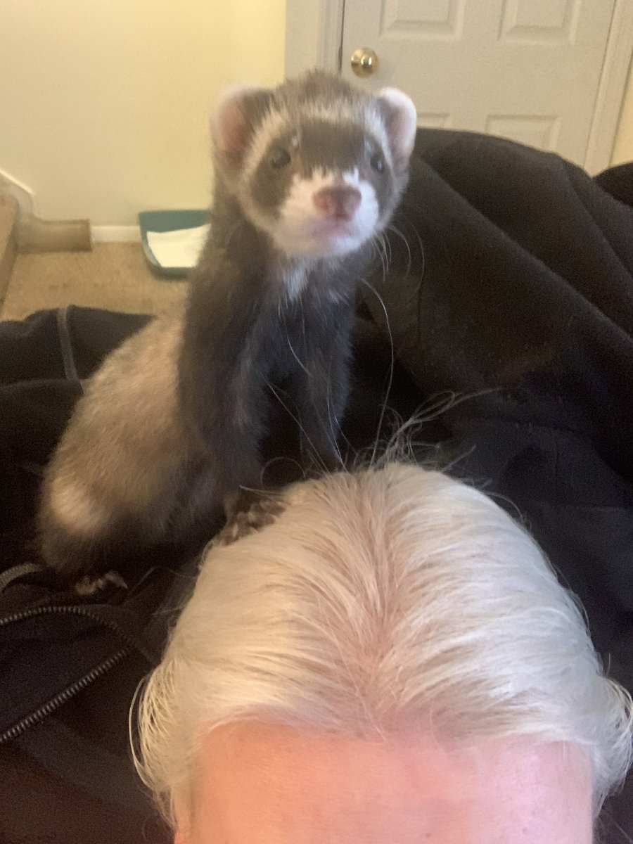 I think there’s something in my hair 😆#ferretlife