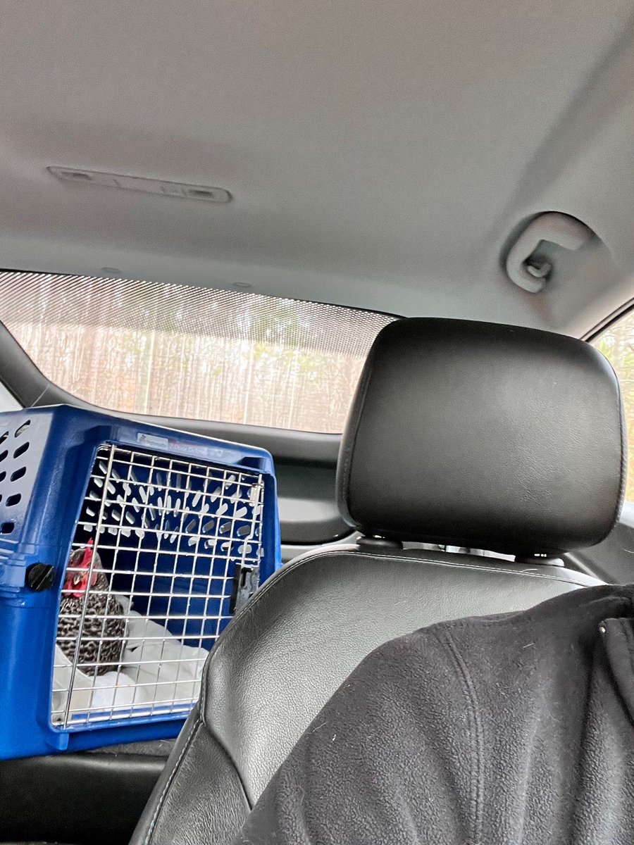 StacyKader's tweet photo. And now we are at the chicken vet again for a #prolapsedvent #raisingchickens #farmlife #chickens (@ Persimmon Creek Animal Hospital in Canton, GA) https://t.co/Rw9O1Sepwb https://t.co/Vw4Iiaa8IU