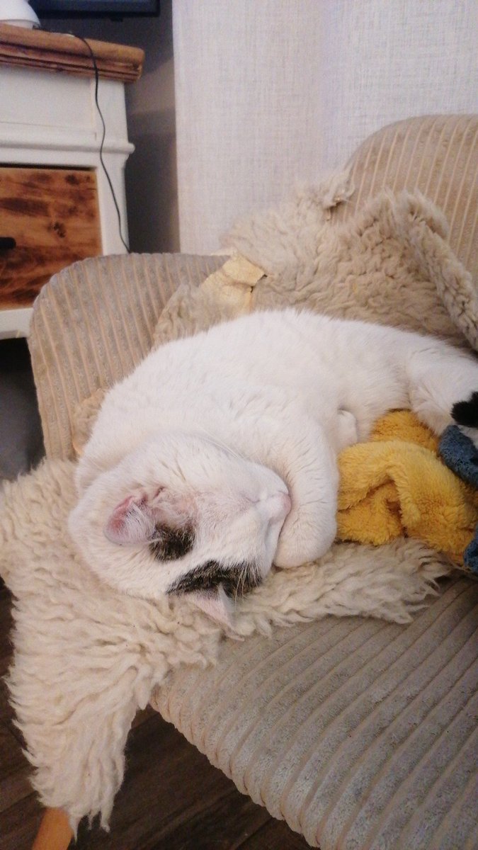 cami ✪ tweet media