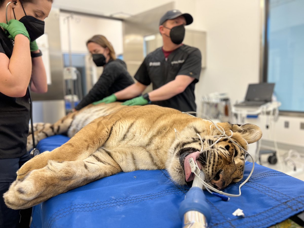 VetTales Friday: Lola the tiger visited the vet hospital for a laparoscopic ovariectomy. This procedure is done to prevent cancer and infection. 

(🐅🧵)