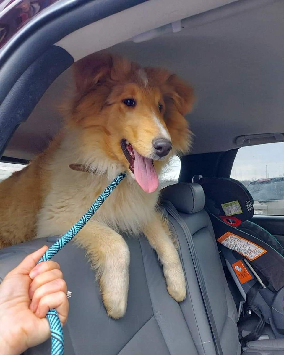 Almosthomeohio's tweet photo. Two collies are twice as nice! Hudson and Penny are on their freedom ride! 

#AHDRO #AlmostHomeOhio #AdoptDontShop  #RescueDog #RescueCollie #Collie https://t.co/yVSyiz9G9P