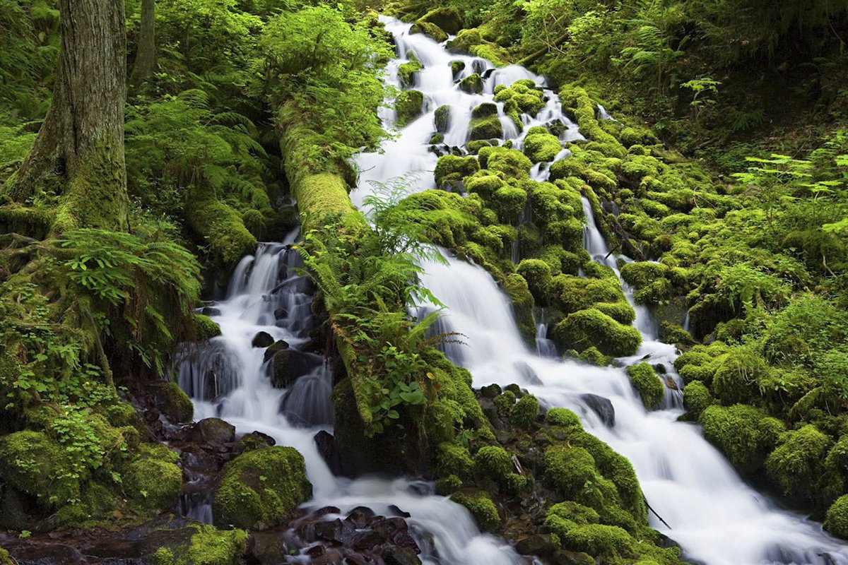 ForestServiceNW's tweet photo. There's a gentle hum of energy in temperate rainforests where the moss drips from tree branches like an old man's beard. Streams seep through loamy undergrowth &amp; the very air feels as verdant as the ferns that burst out among boulders. https://t.co/qXJP9wgg7g
