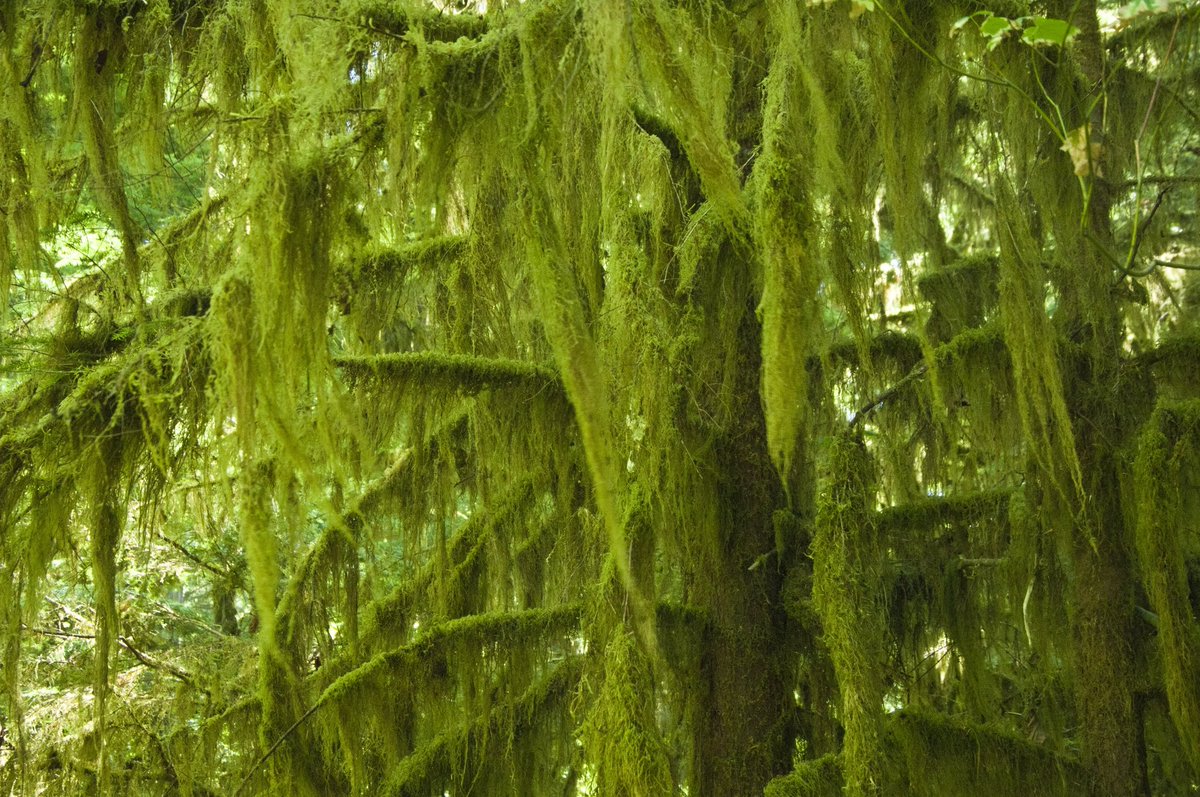 ForestServiceNW's tweet photo. There's a gentle hum of energy in temperate rainforests where the moss drips from tree branches like an old man's beard. Streams seep through loamy undergrowth &amp; the very air feels as verdant as the ferns that burst out among boulders. https://t.co/qXJP9wgg7g