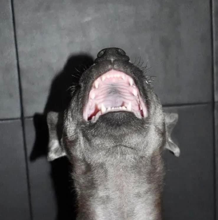 GaddiGmm's tweet photo. Just cashed out on a French bulldog 🥵🤑 https://t.co/By0ZVlJzUl