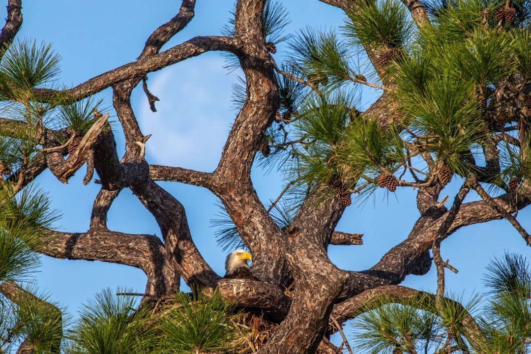 ajolotespaciale's tweet photo. 'Eagle's Nest' image from the #NASA_App
https://t.co/wFHSdTCpwr
#eagles #nest #florida #winter https://t.co/hrZsk81aNx