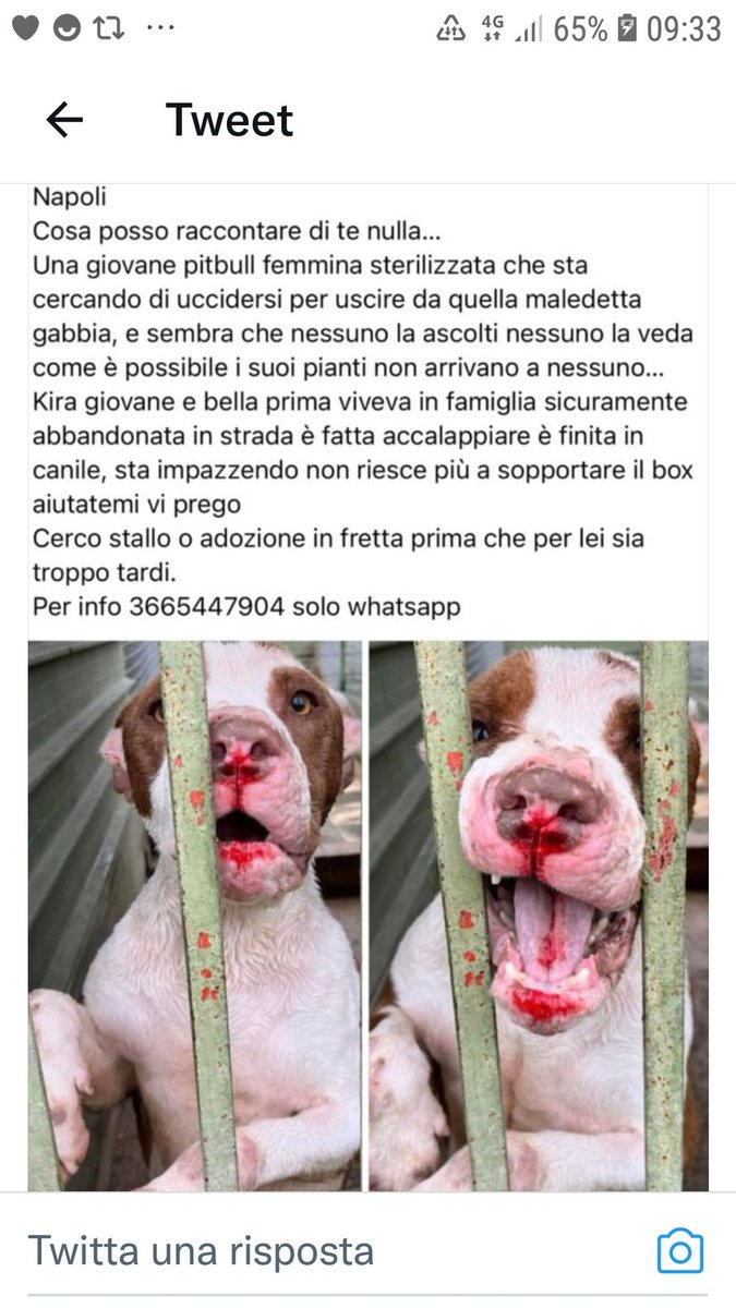 Emilystellaemi2's tweet photo. NON RIESCE A STARE IN CANILE, AIUTIAMOLA🙏🙏🙏🙏🙏😢😢😢❤❤❤❤ https://t.co/ZkqEksgLwC