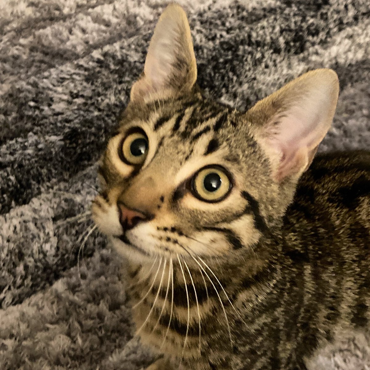 Dominobengal's tweet photo. Wanna play 😺❤️

#cat #CatsOfTwitter #kitten #lovecats #twittercat #bengalcat https://t.co/KUJCJPA5Cs