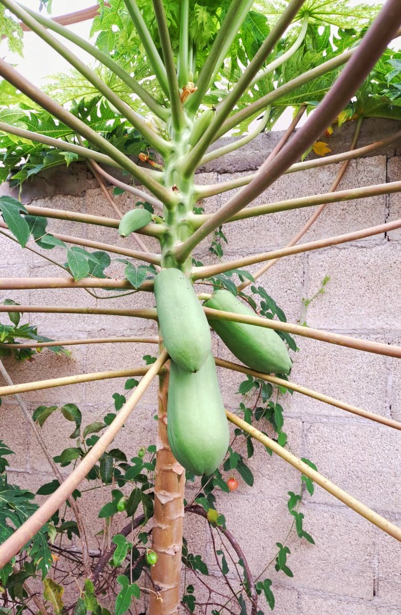 Les presumo que pronto tendré papayas y maracuyá en casa, el melón también ya está creciendo.