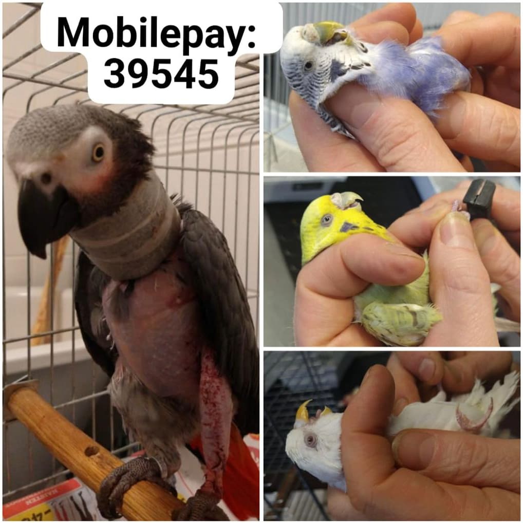 helpparrot_ry's tweet photo. Meille saapuu kodinetsijöiksi yhä enemmän erityishoitoa ja kuntoutusta vaativia lemmikkilintuja. Tänään harmaapapukaija Bobo ja undulaatit Vuokko, Apila ja Orvokki kävivät eläinlääkärissä. Lahjoittamalla voit auttaa lintujen hoitokuluissa:
https://t.co/zBHJWoWIYt https://t.co/2Y3ym0xf1i