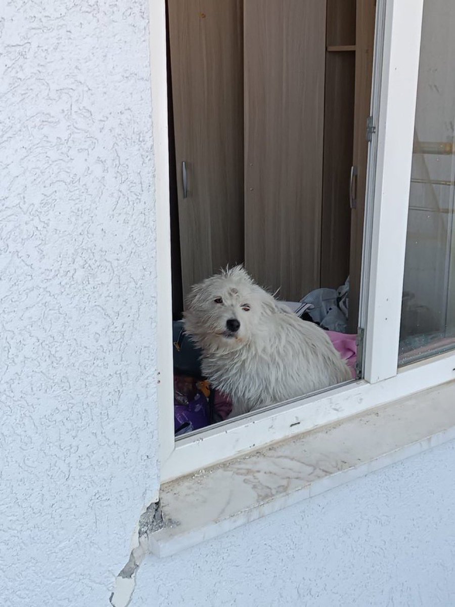 Terk edilmiş apartmanın giriş katında terrier. Pencerelerde cam yok, içeride oturuyor.

Konum: Odabaşı Mah. Can Sk. No:4

@barisabla