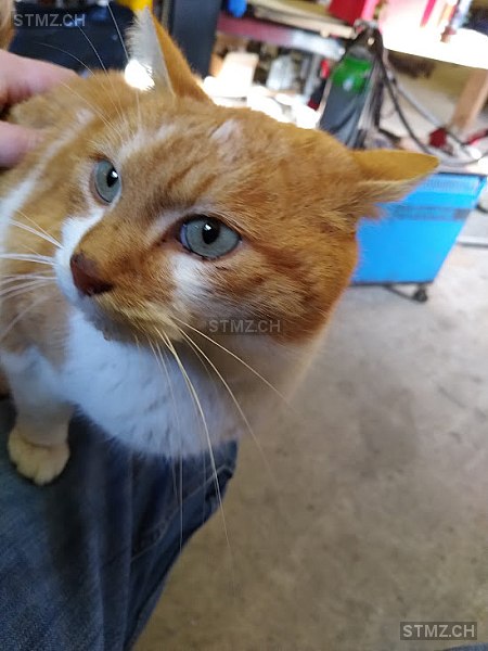 stmz_ch's tweet photo. #Katze #vermisst https://t.co/pGom2BXPP6 7205 #Zizers männlich gefleckt Weiss Rot/Orange kurzhaar https://t.co/ftA1nK1XJi
