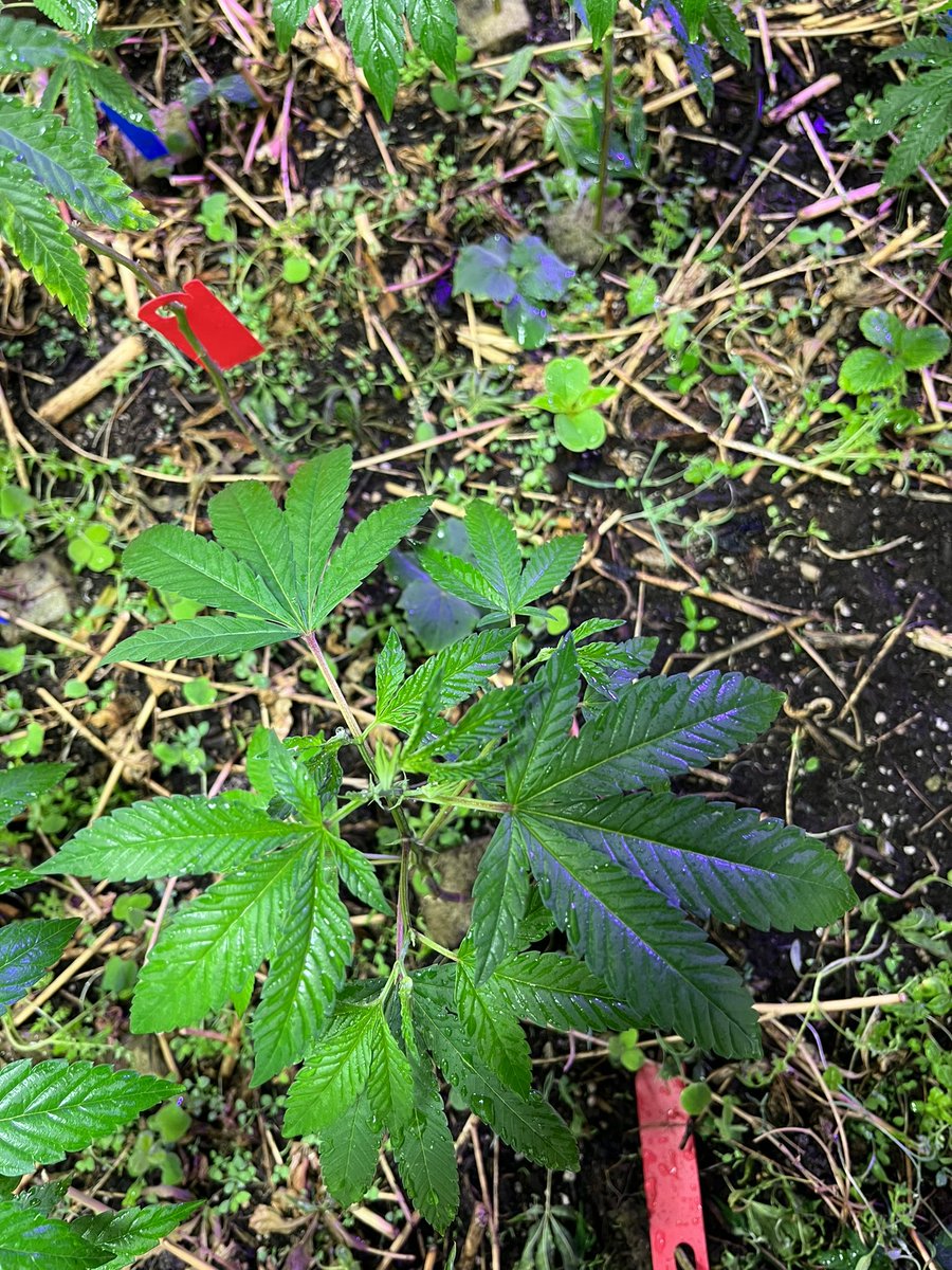 will_ardz's tweet photo. Living soil has plants living their best life https://t.co/xQPM2HCnzV