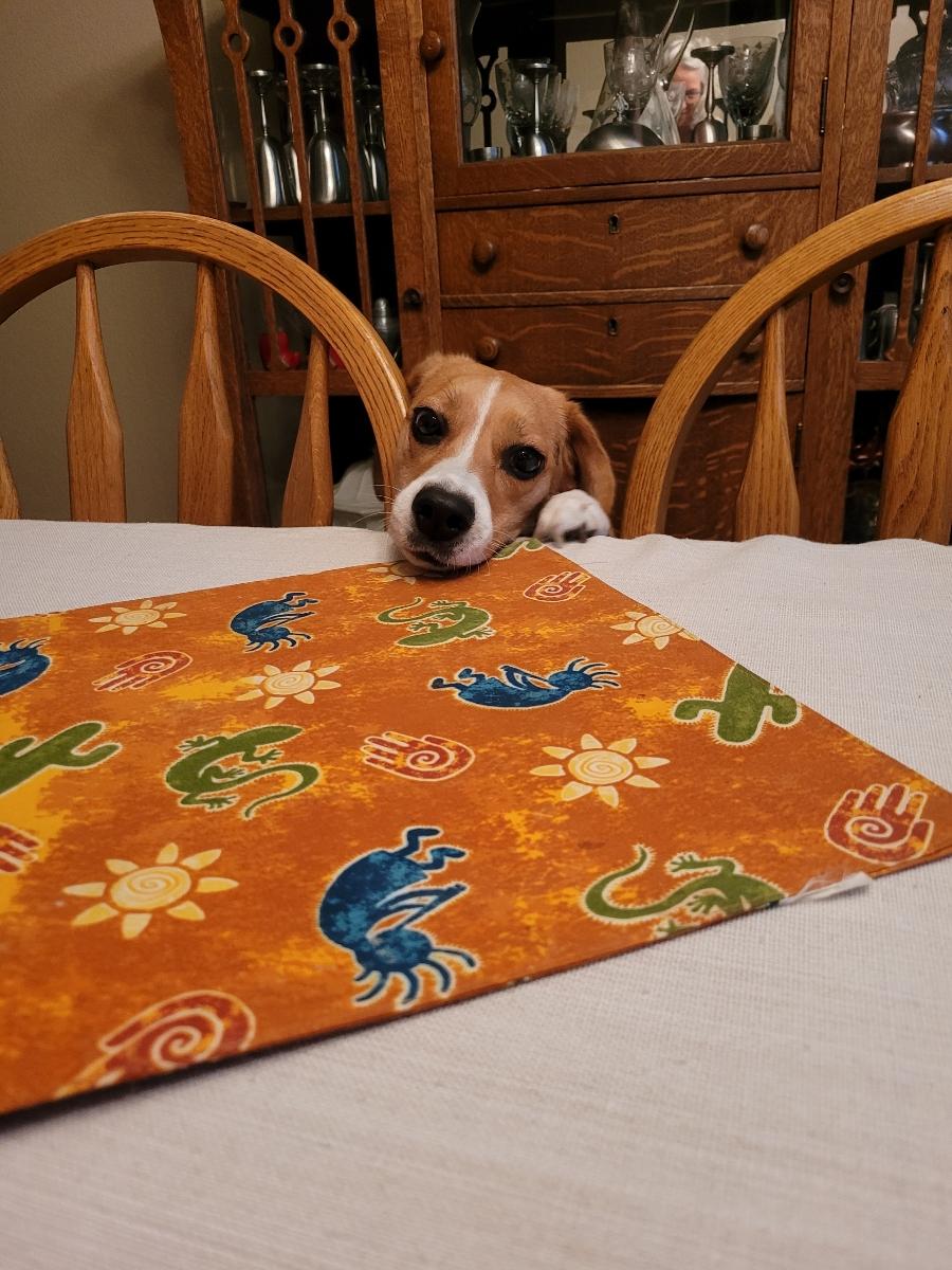glenny_carter's tweet photo. @beaglefacts @Nette2172W Mischievous...Maizee https://t.co/gYsI41IdKp