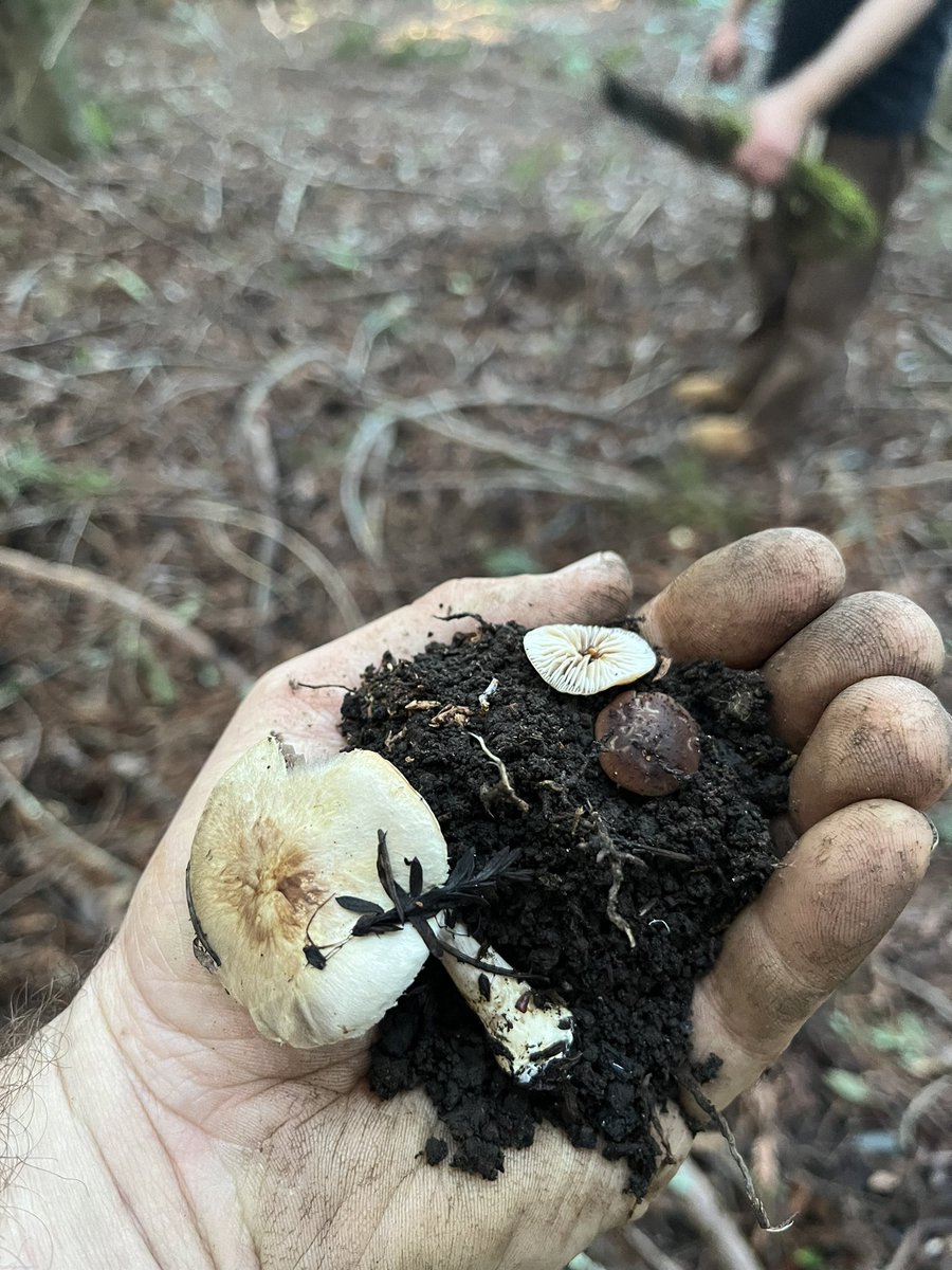 will_ardz's tweet photo. Microbes and mushrooms https://t.co/mpp3uaSkoD