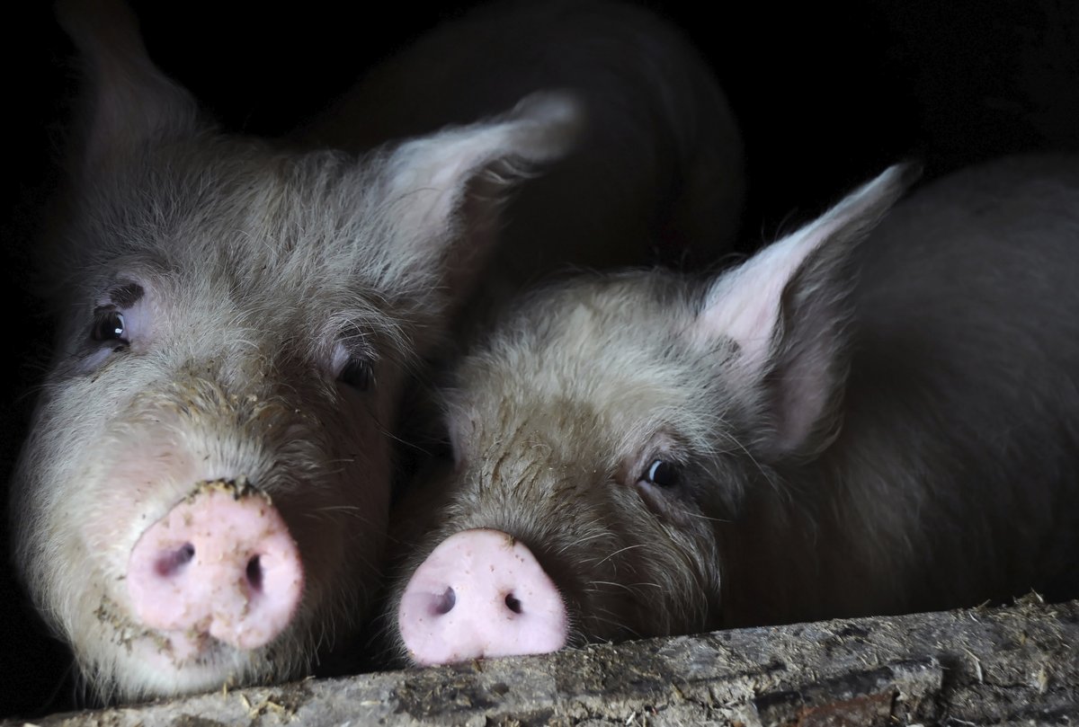MercyForAnimals's tweet photo. Animals have feelings too. https://t.co/BiWEdHPaPQ